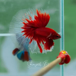Red Butterfly HM SB-088