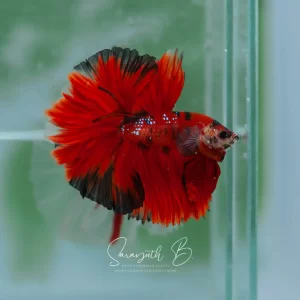 Red Galaxy Bloodseeker OHM SB-089