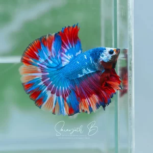 Nemo Galaxy Monster OHM SB-090