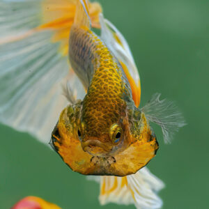 Yellow Mustards Butterfly HM Male SB-085