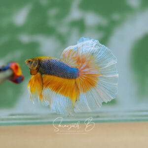 Yellow Mustards Butterfly HM Male SB-085
