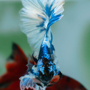 Fancy Monster OHM SB-091