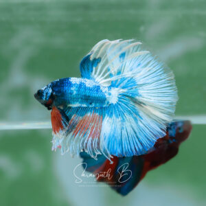 Fancy Monster OHM SB-091