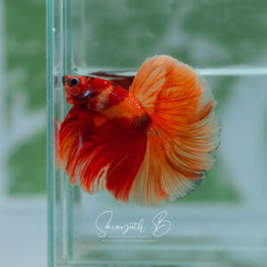 Nemo Galaxy OHM SB-094