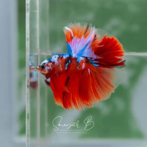 Nemo Galaxy Hawk OHM SB-095