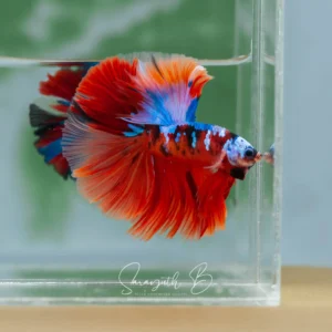 Nemo Galaxy Hawk OHM SB-095