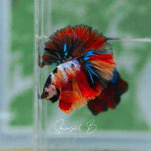 Extreme Nemo Galaxy Hawk OHM SB-096