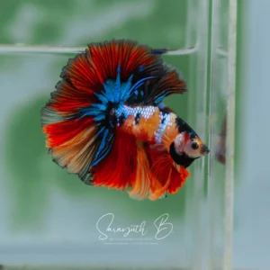 Extreme Nemo Galaxy Hawk OHM SB-096