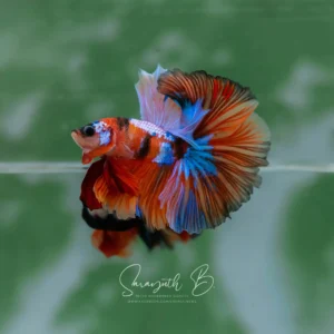 Nemo Galaxy Hawk OHM SB-097