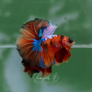 Nemo Galaxy Hawk OHM SB-097