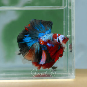 Extreme Nemo Galaxy Hawk OHM SB-109