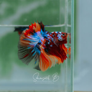 Nemo Galaxy Hawk OHM SB-112