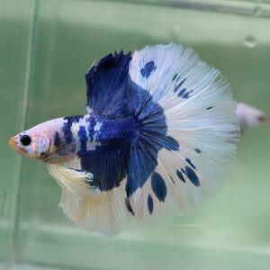 Blue White Butterfly Halfmoon Male