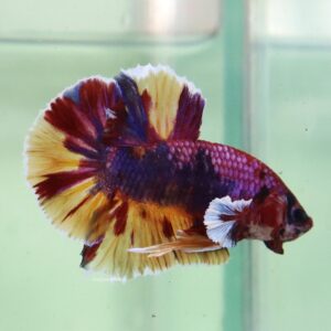 Candy HMPK Male