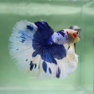 Blue White Butterfly Halfmoon Male