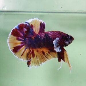 Candy HMPK Male