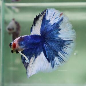 Blue White Halfmoon Male