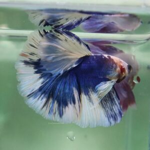 Blue White Halfmoon Male