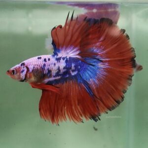 Blue Orange Marble Halfmoon Male