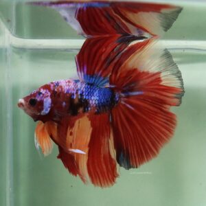 Candy Halfmoon Male