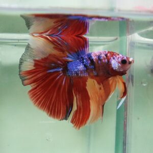 Candy Halfmoon Male