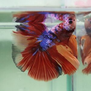 Candy Halfmoon Male