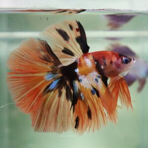 Base Orange Koi Halfmoon Male
