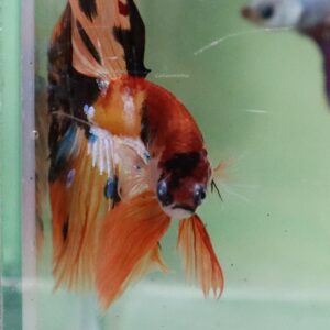 Base Orange Koi Halfmoon Male