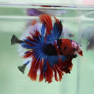 Blue Red Koi Halfmoon Male