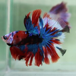 Blue Red Koi Halfmoon Male