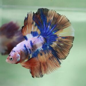 Blue White Orange Halfmoon Male