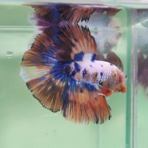 Blue White Orange Halfmoon Male