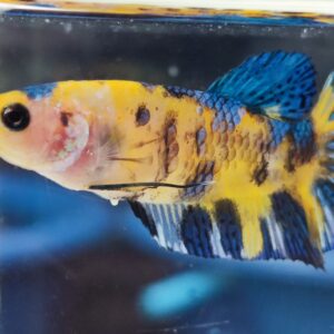Yellow galaxy femle