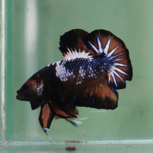 Venom HMPK Male