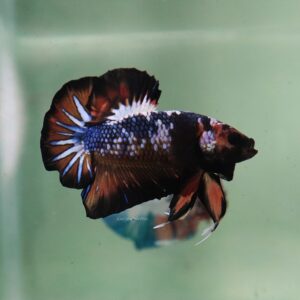 Venom HMPK Male