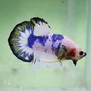 Blue White Star Tail HMPK Male