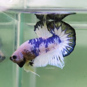 Blue White Star Tail HMPK Male