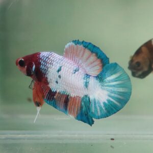 Candy Marble HMPK Male