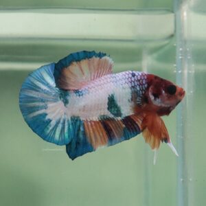 Candy Marble HMPK Male