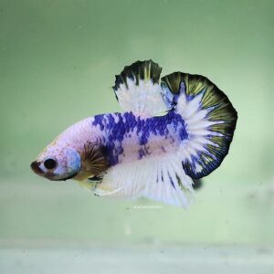 Blue White Star Tail HMPK Male