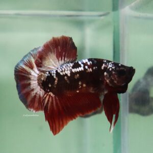 Black Red Copper HMPK Male