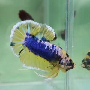 Blue Mustard HMPK Male