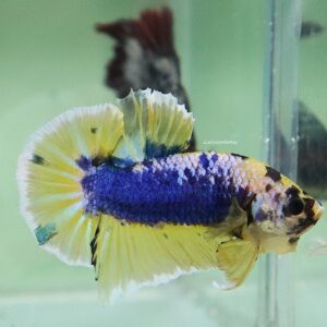 Blue Mustard HMPK Male