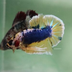 Blue Mustard HMPK Male
