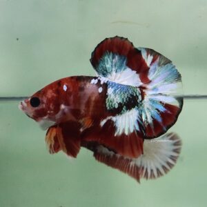 Copper Green Red HMPK Male