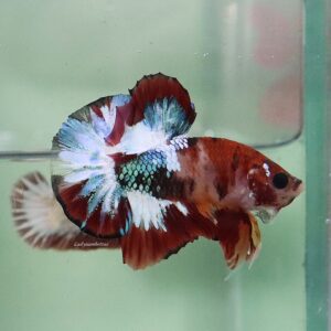 Copper Green Red HMPK Male