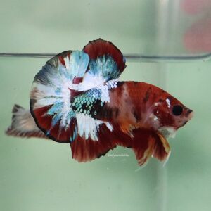 Copper Green Red HMPK Male