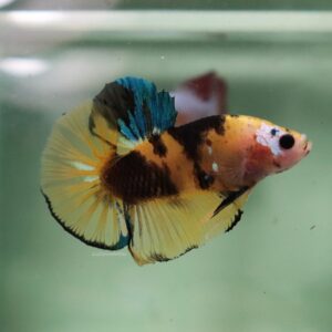 Yellow Green Koi HMPK Male