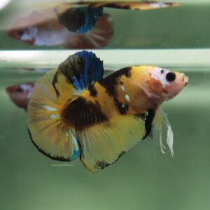 Yellow Green Koi HMPK Male