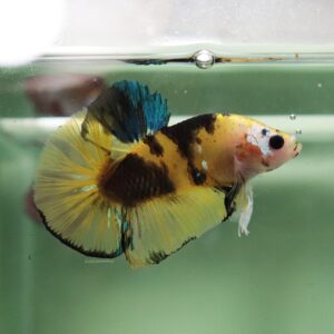 Yellow Green Koi HMPK Male
